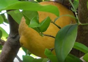Фън Шуй: Лимоните пазят от лоша енергия