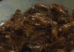 Хлебарки – здравословен протеин по китайски