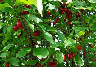 Дренките – български полезни плодове през есента