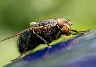 Какви зарази пренася муха, кацнала върху храна?