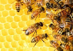 Любопитни факти за меда и пчелите