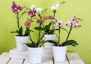 Тор за орхидеи от домашни хранителни продукти