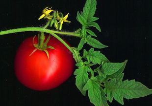 Наглост - и ГМО доматите станаха полезни