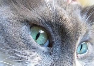 Хапваш, пийваш и гушкаш котки