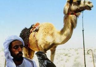 Арабски деликатес – пълнена камила с овца и пилета