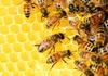 Любопитни факти за меда и пчелите