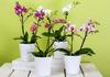 Тор за орхидеи от домашни хранителни продукти