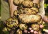 Картофи Ла Бено – най-скъпите картофи в света