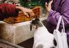 Котка носи храна на хората в знак на благодарност
