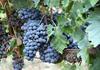 Петте червени винени сорта грозде, с които се гордее България