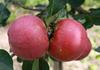 Ябълки отприщват женската полова мощ