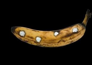 Как банан с бели петна може да ни убие