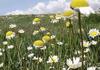 Лечебните растения и треви на България - билкарство