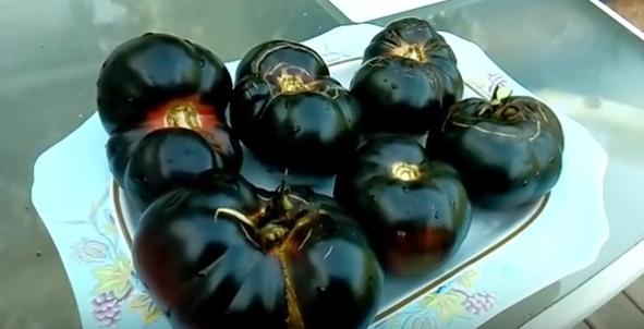 защо доматите са черни