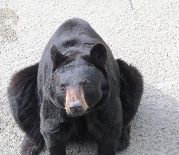 черна мечка се е нахранила и си почива