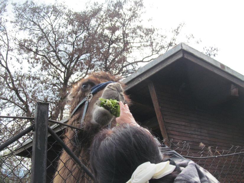 двугърба женска камила с малко си хапва животински сандвич