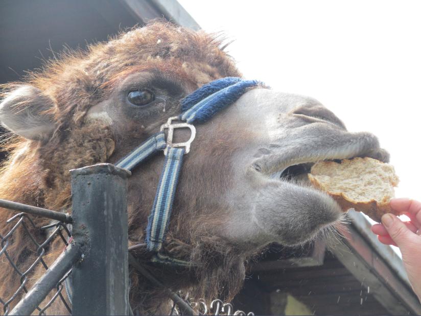 двугърбата камила мая яде специален хляб