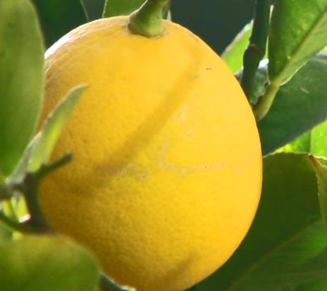 За какво са полезни лимоните