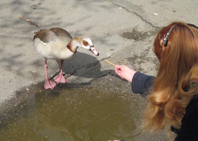 патица иска храна от минувачи